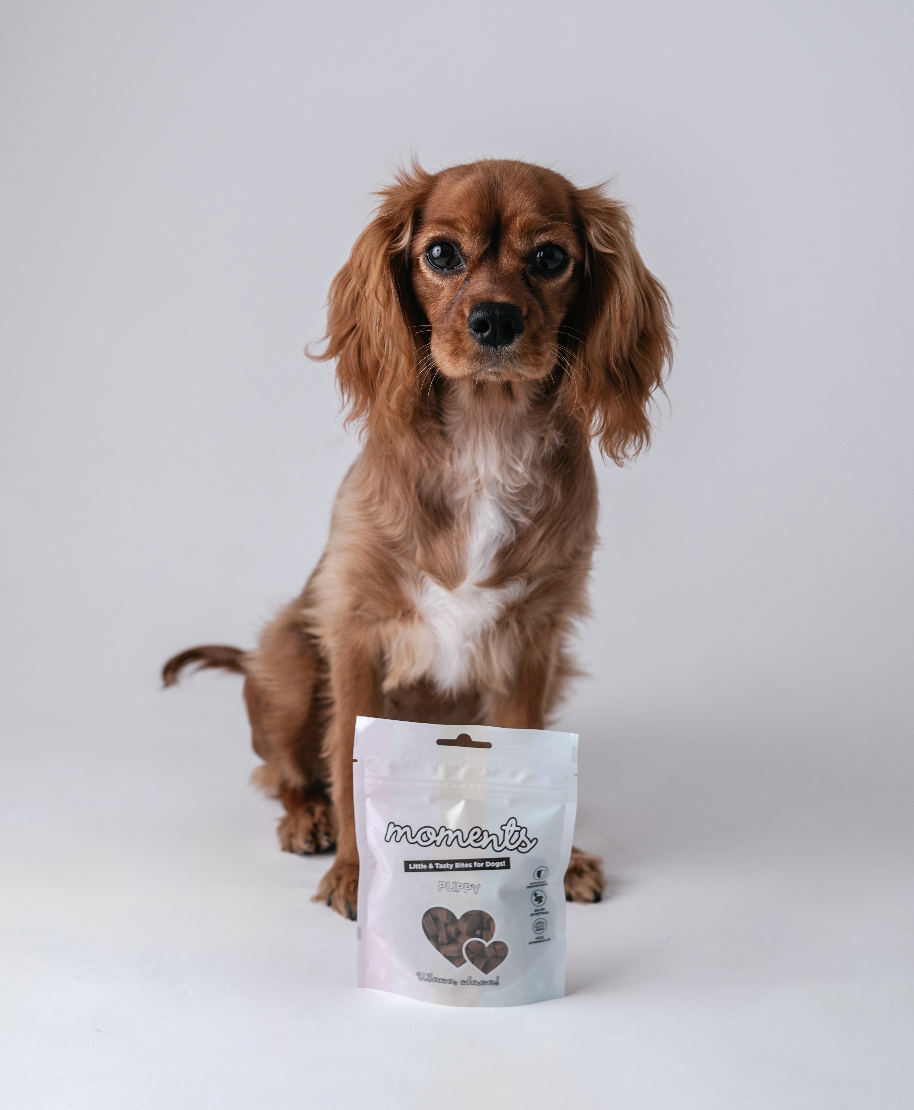 Box chiot ou chien de petite taille