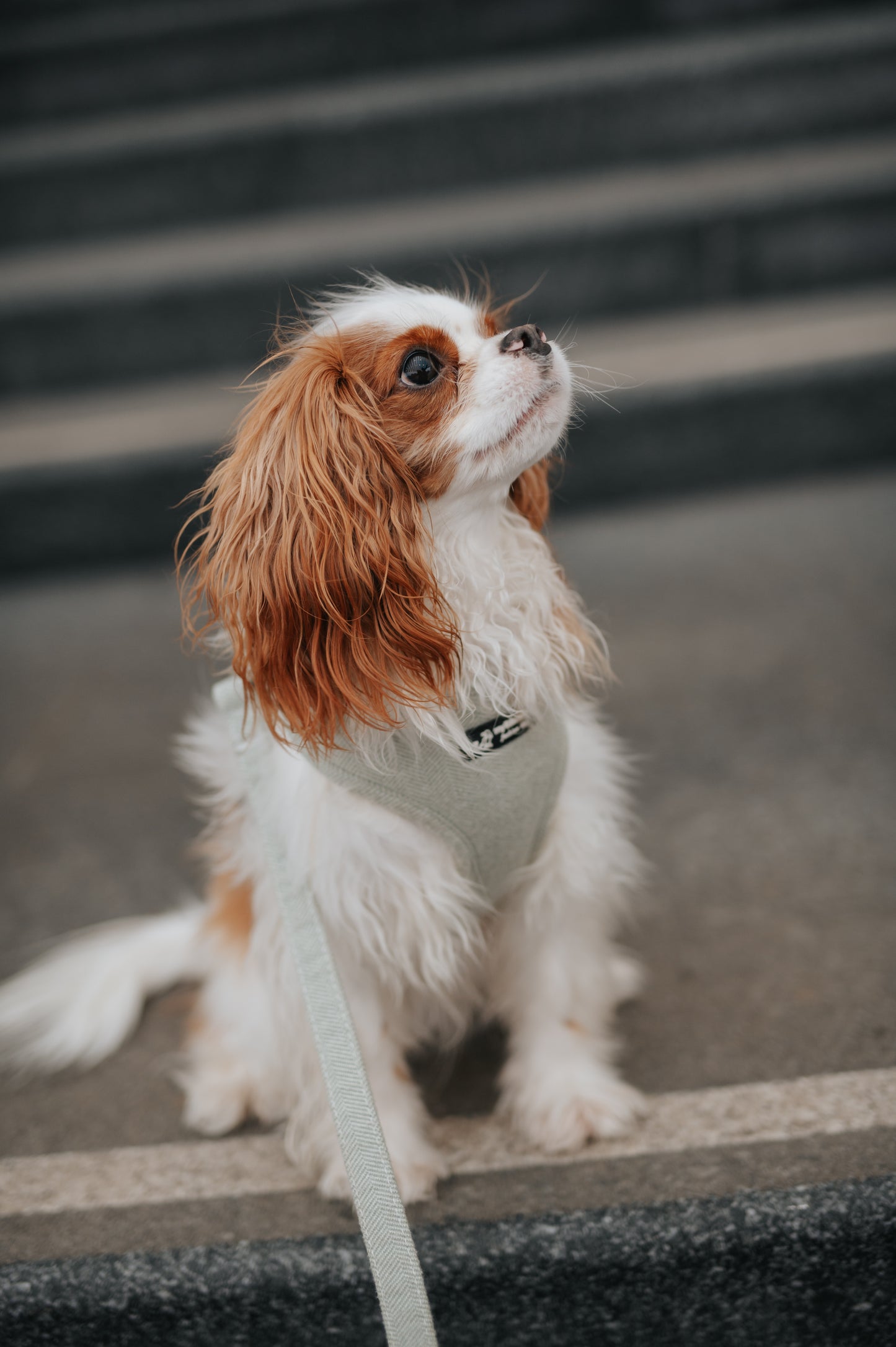 Harnais Réglable Sauge