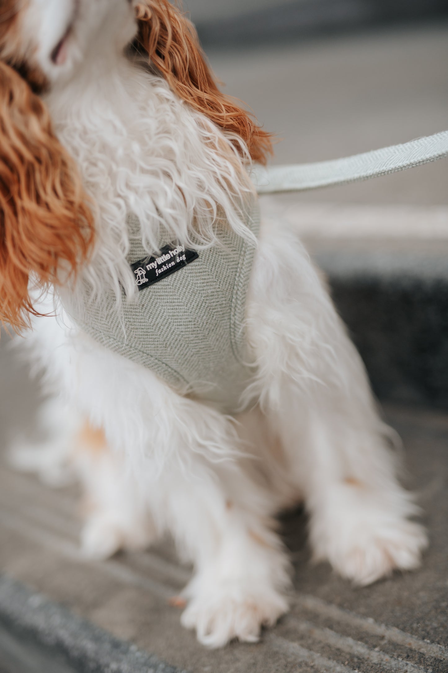 Harnais Réglable Sauge