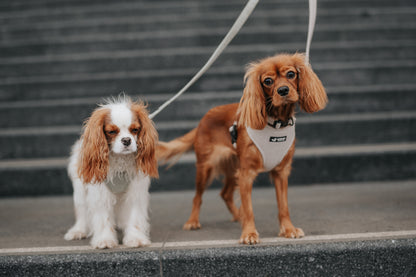 Harnais Réglable Taupe