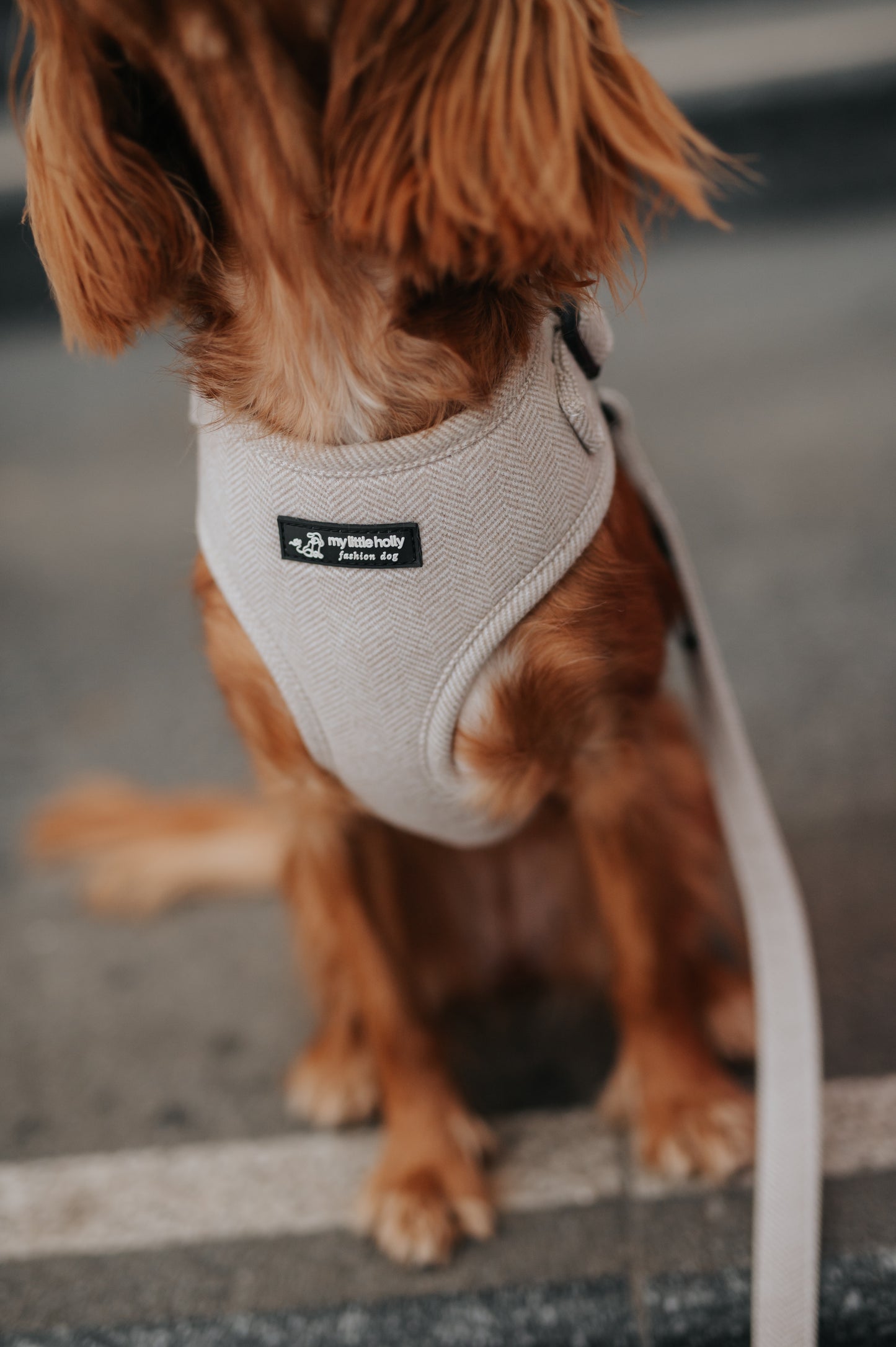 Harnais Réglable Taupe