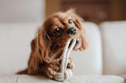 Jouet en Corde Naturelle pour Chiens - Hygiène Dentaire et Amusement