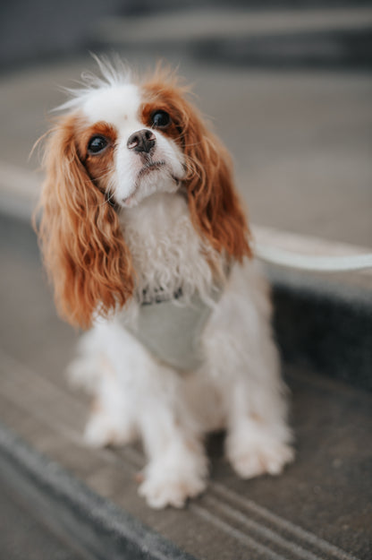 Harnais Réglable Sauge