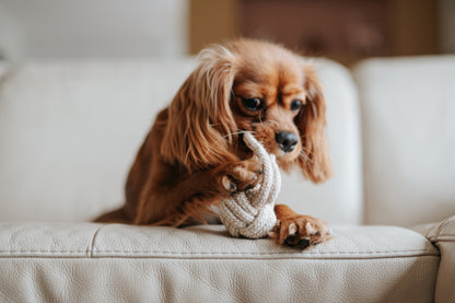 Jouet en Corde Naturelle pour Chiens - Hygiène Dentaire et Amusement