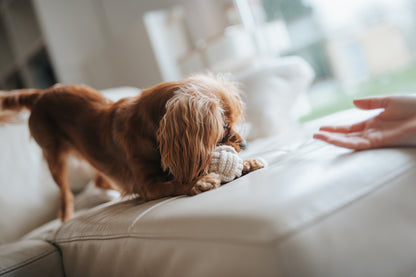Jouet en Corde Naturelle pour Chiens - Hygiène Dentaire et Amusement