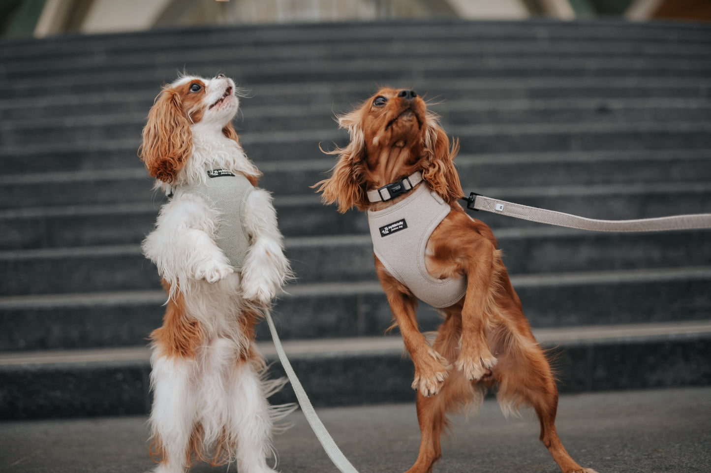 Harnais Réglable Taupe