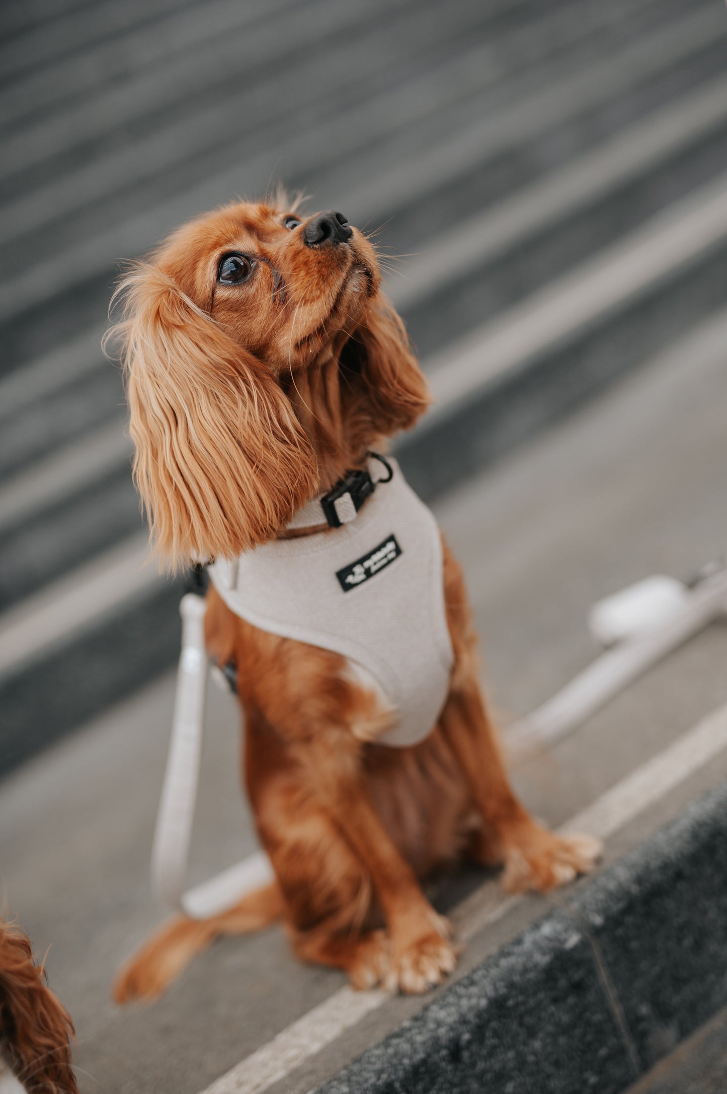 Harnais Réglable Taupe