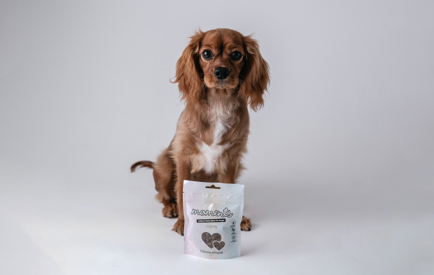 Box chiot ou chien de petite taille