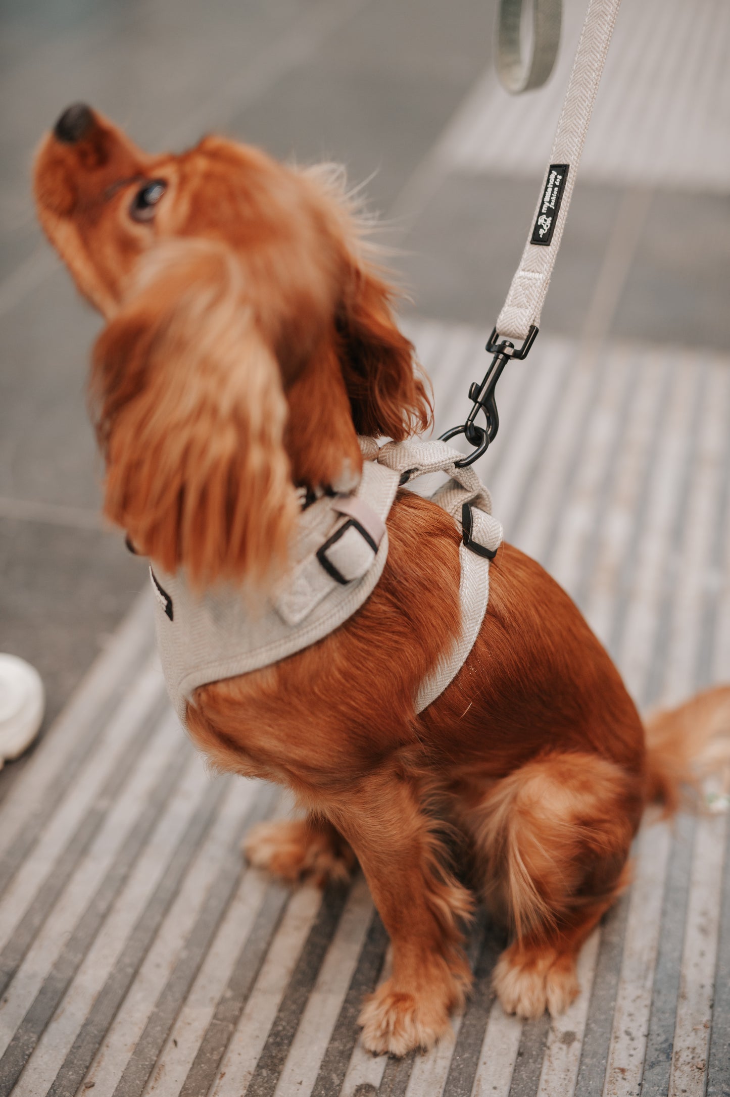 Harnais Réglable Taupe