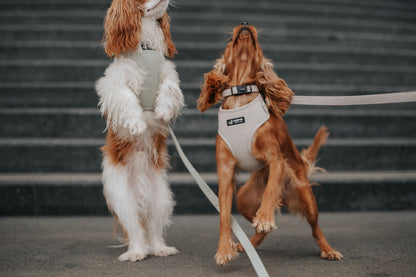 Harnais Réglable Sauge