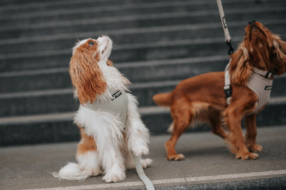 Harnais Réglable Sauge