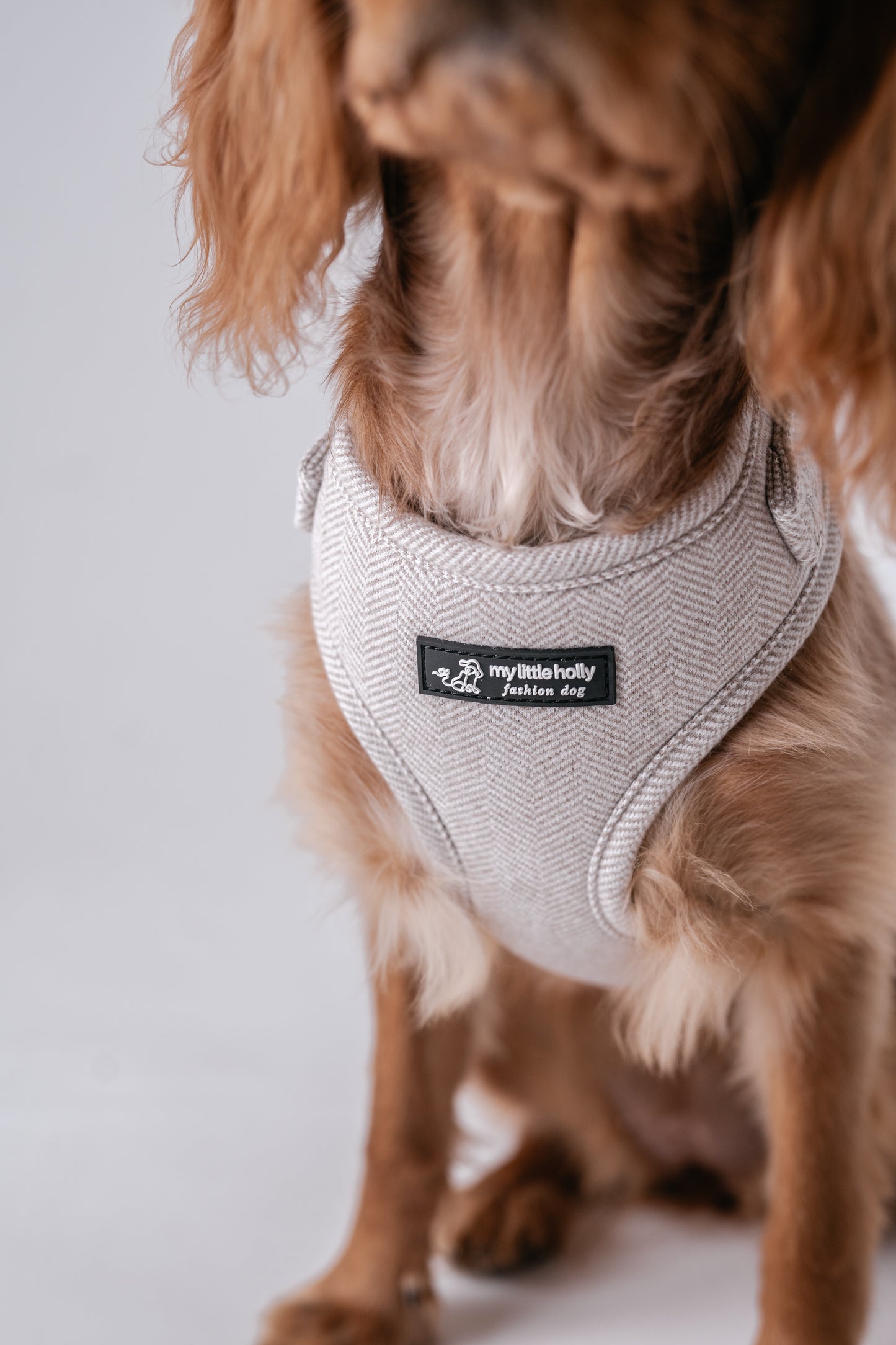 Box chiot ou chien de petite taille