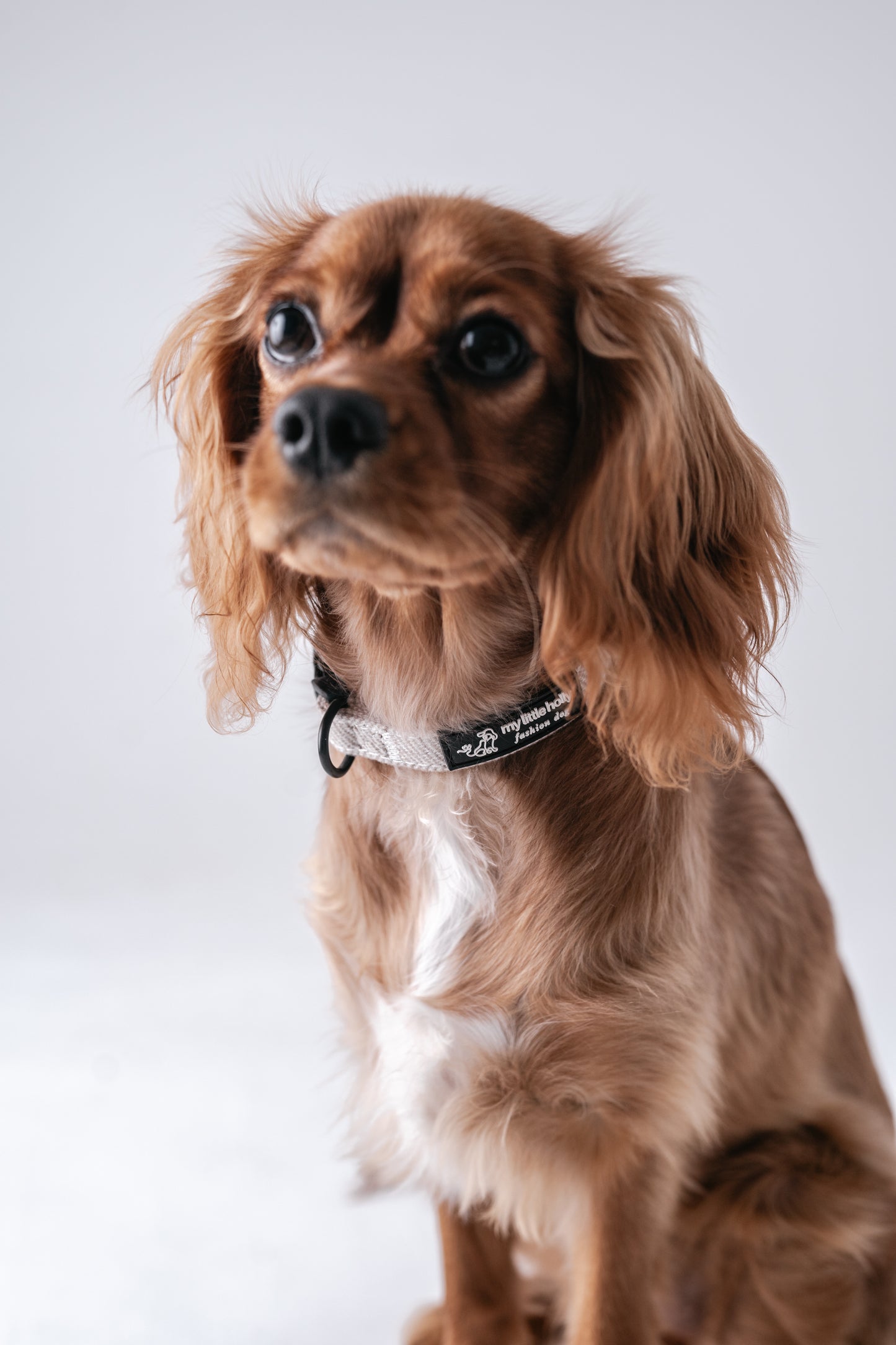 Collier Réglable Taupe