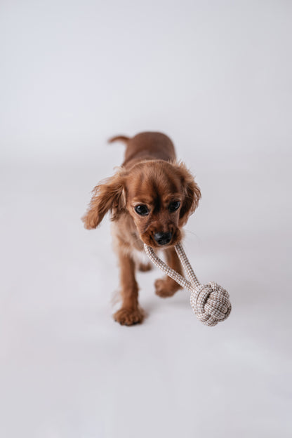 Jouet en Corde Naturelle pour Chiens - Hygiène Dentaire et Amusement